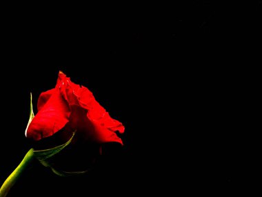 Tek kırmızı gül, siyah arka plan