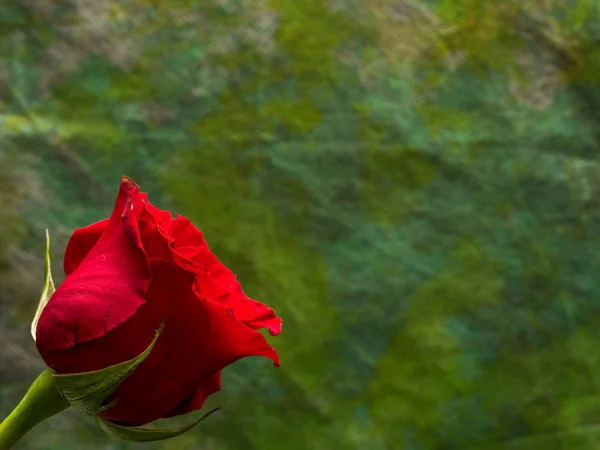 Rosa roja sobre fondo verde oscuro con espacio para copiar — Foto de Stock