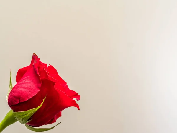 Flor de rosa vermelha isolada no fundo branco — Fotografia de Stock