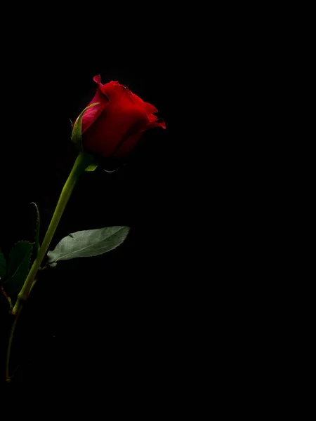 Single red rose with black copy space — Stock Photo, Image