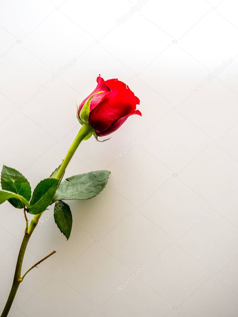 Long stem red rose on white background