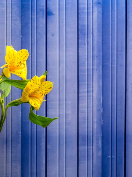 Sarı Perulu lily kopya alanı ile — Stok fotoğraf
