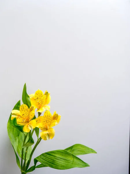 Lirio peruano amarillo con espacio para copiar — Foto de Stock