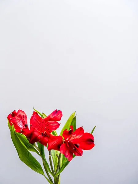 Beyaz zemin üzerine kırmızı Perulu Lily — Stok fotoğraf