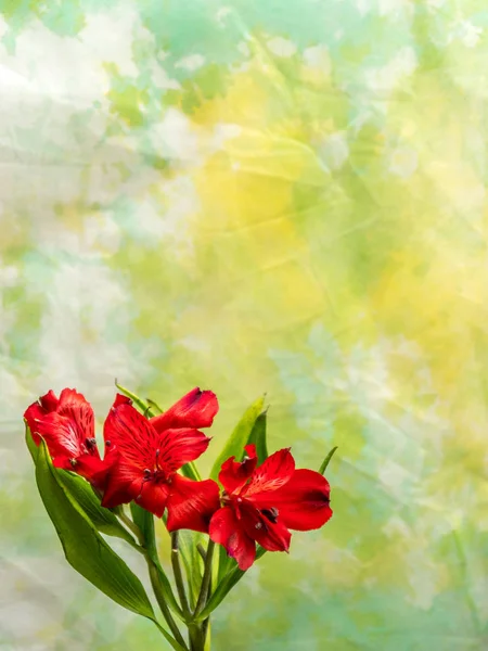 황색/녹색 배경에 빨간색 페루 백합 — 스톡 사진
