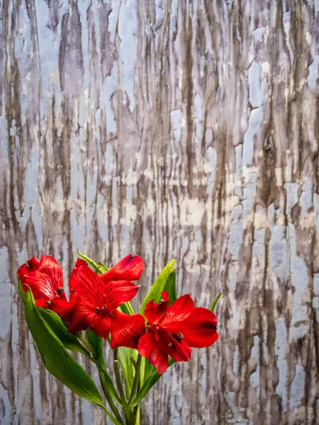 Lirio peruano rojo sobre pintura pelada azul-gris Fondo — Foto de Stock