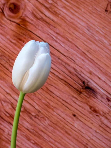Flor de tulipán blanco aislado en el espacio de copia de madera contrachapada — Foto de Stock