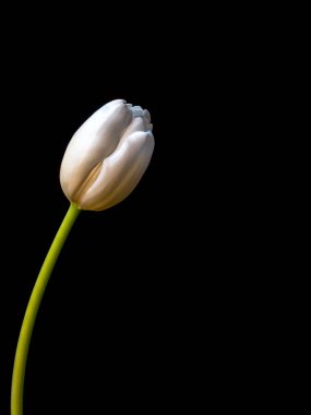 siyah kopya alanı üzerinde izole Beyaz Lale çiçeği