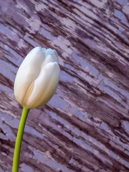 Flor de tulipa branca isolada no espaço de cópia de tinta azul peeling — Fotografia de Stock