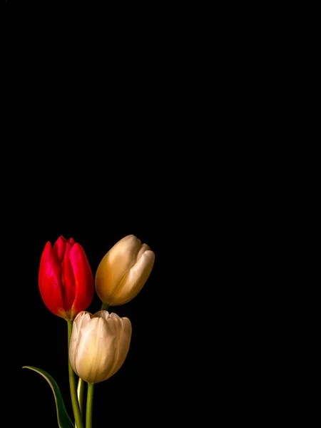 白と黒に赤/ピンク チューリップの花 — ストック写真