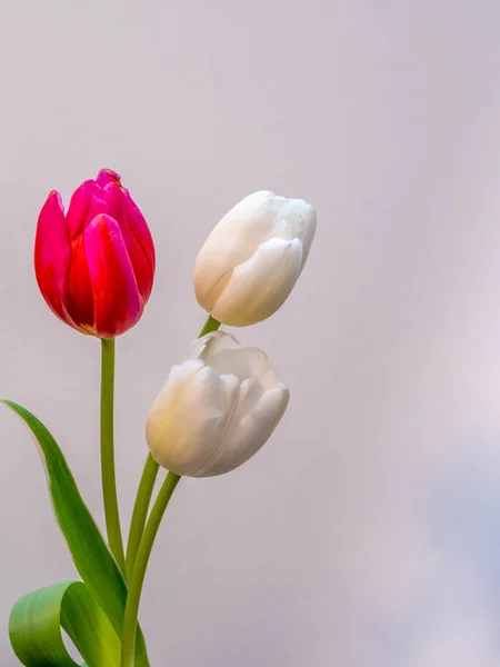Flores de tulipa brancas e vermelhas / rosa em branco — Fotografia de Stock
