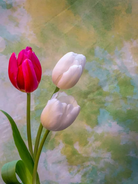 White and red/pink tulip blossoms on yellow and green — Stock Photo, Image