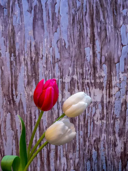Branco e vermelho / rosa tulipa flores em azul descascamento pintura backgrou — Fotografia de Stock
