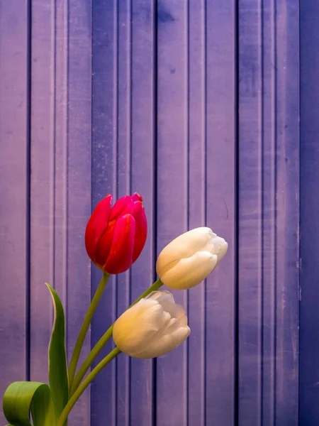 Branco e vermelho / rosa tulipa flores no fundo de metal azul — Fotografia de Stock