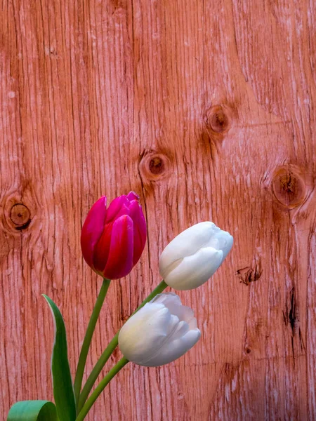 Branco e vermelho / rosa tulipa flores no fundo de madeira compensada — Fotografia de Stock