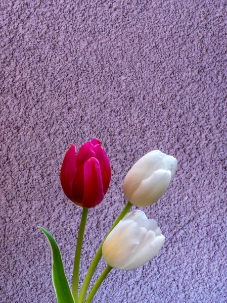 Hite e vermelho / rosa tulipa flores sobre fundo de concreto cinza — Fotografia de Stock