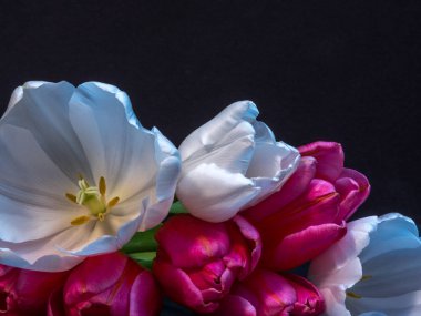 Siyah beyaz ve Pembe Laleler, yakın çekim 