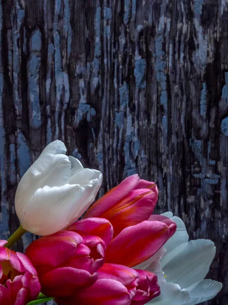 Ramo de tulipanes blanco y rosa, orientación vertical con espacio para copiar — Foto de Stock