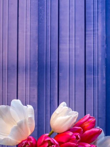 Ramo de tulipanes blanco y rosa, orientación vertical con espacio para copiar — Foto de Stock