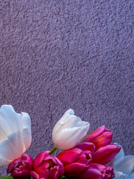 Tulipán blanco y rojo / rosa florece en gris con espacio de copia — Foto de Stock