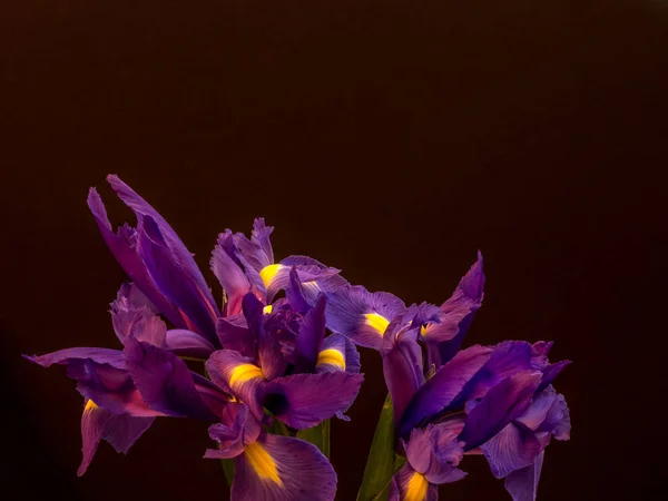 コピー スペースと黒紫色のアイリス — ストック写真