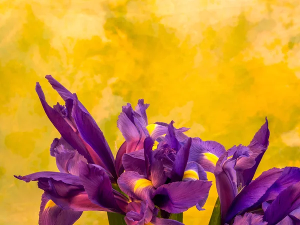 Iris púrpura en amarillo y verde con espacio para copiar — Foto de Stock