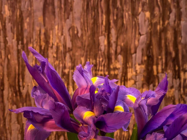 Iris púrpura en pelar el fondo de pintura con espacio de copia — Foto de Stock