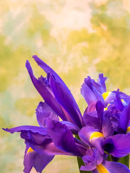 Iris púrpura y amarillo con espacio de copia en el dorso amarillo y verde — Foto de Stock