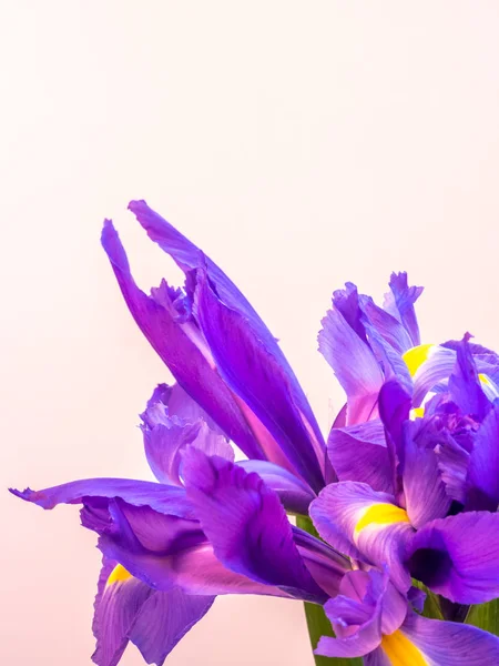 Iris púrpura y amarillo con espacio de copia en blanco — Foto de Stock