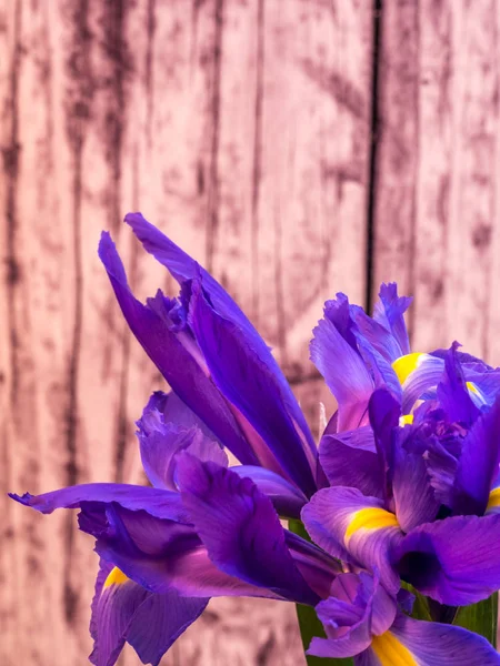 Iris púrpura y amarillo con espacio para copias en tablones de madera — Foto de Stock