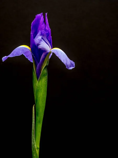 Iris púrpura y amarillo en espacio de copia negro — Foto de Stock