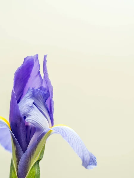 Iris púrpura y amarillo sobre fondo neutro liso — Foto de Stock