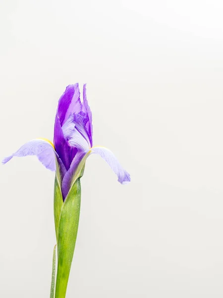 Iris púrpura y amarillo sobre fondo blanco liso — Foto de Stock