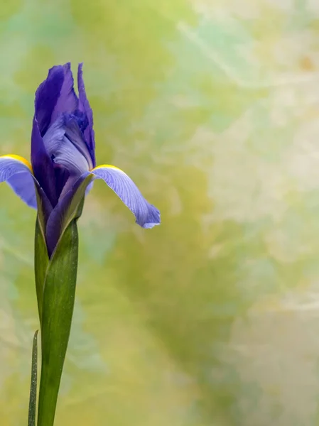 Iris púrpura y amarillo sobre fondo amarillo y verde — Foto de Stock