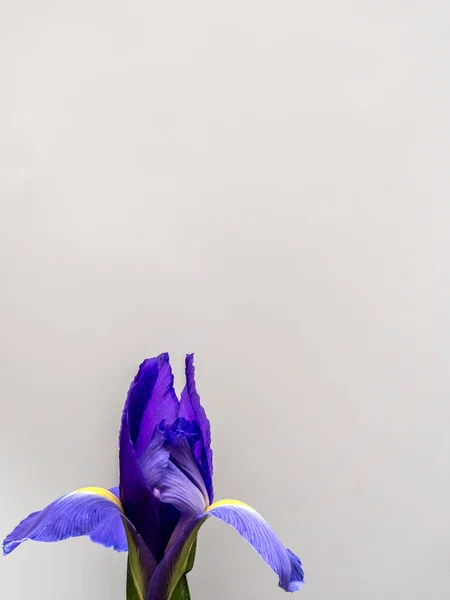 Iris púrpura y amarillo en espacio de copia en blanco — Foto de Stock