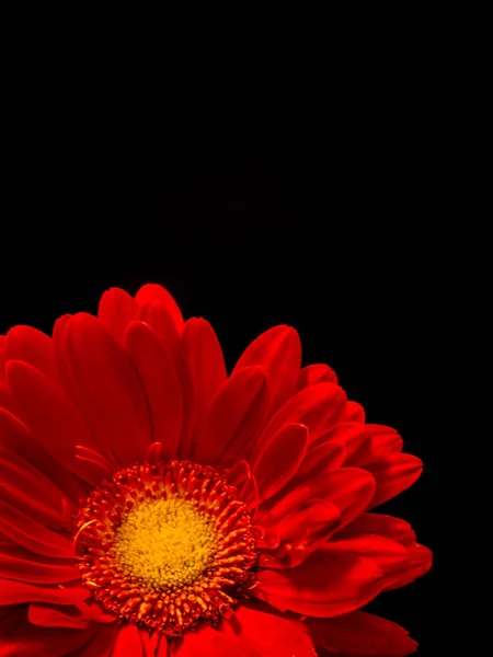 Einzelnes orangefarbenes Gerbera-Gänseblümchen isoliert auf schwarz, Porträt — Stockfoto