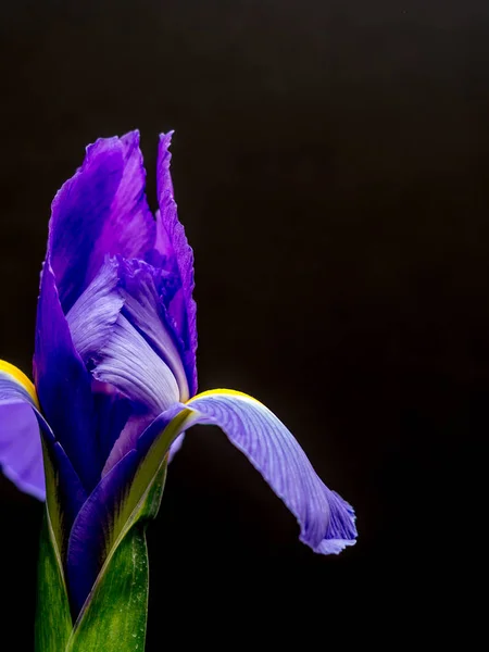 Violette und gelbe Iris auf schlichtem schwarzem Hintergrund Stockbild