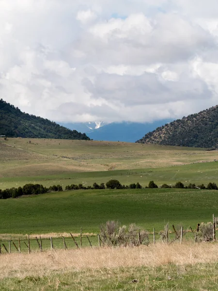 Paisaje de pastizales, pastoreo de ovejas. Orientación del retrato — Foto de Stock