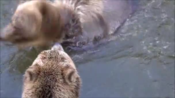 Dwa Młode Niedźwiedzie Walczące Wodzie Prawdziwy Film Walki — Wideo stockowe