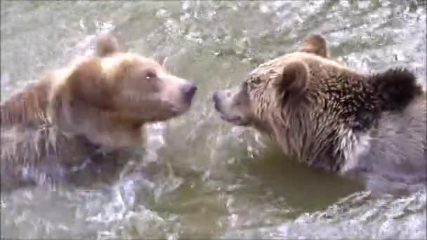Deux jeunes ours se battant dans l'eau, une vraie séquence de combat .