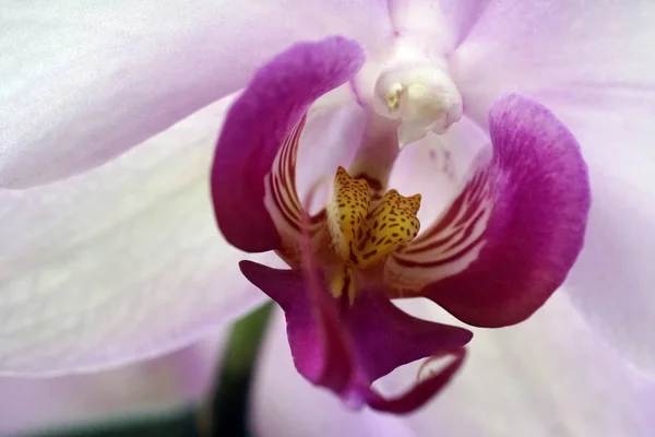 Close-up of the pink orchid phalaenopsis. — 스톡 사진