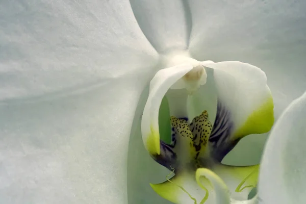 Close-up of the orchid phalaenopsis. — 스톡 사진