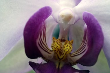 Close-up of the orchid phalaenopsis.