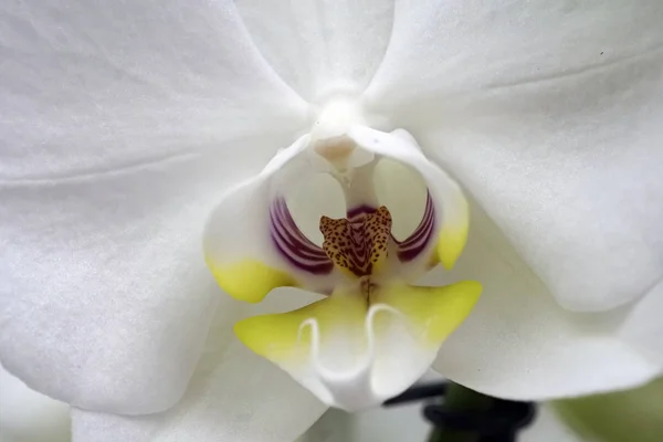 Close-up of the orchid phalaenopsis. — Stockfoto