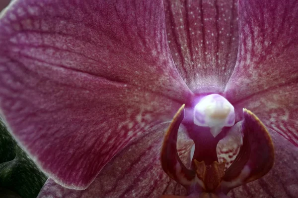 Close-up of the orchid phalaenopsis. — Stok fotoğraf
