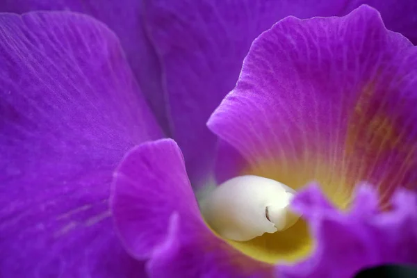 Close-up of the orchid phalaenopsis. — 스톡 사진