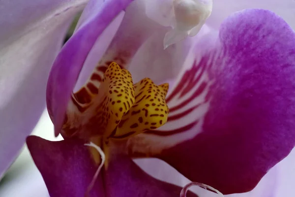 Close-up of the orchid phalaenopsis. — Stock Photo, Image