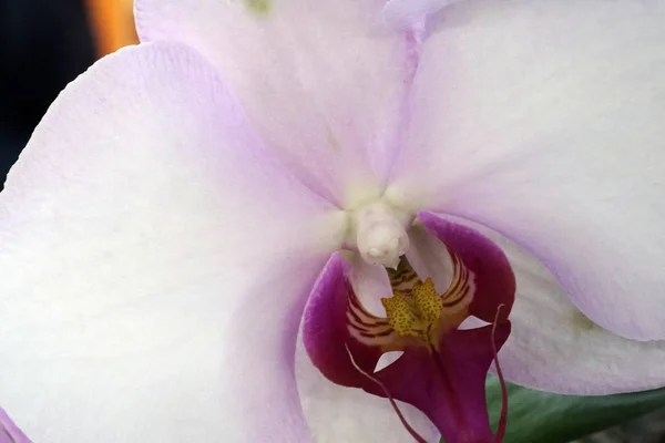 Крупним планом орхідеї фаленопсис . — стокове фото