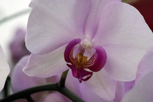 Close-up of the blooming flower of the orchid phalaenopsis. — Stockfoto