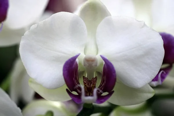 Close-up of the blooming flower of the orchid phalaenopsis. — Stok fotoğraf